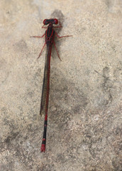 Megalagrion