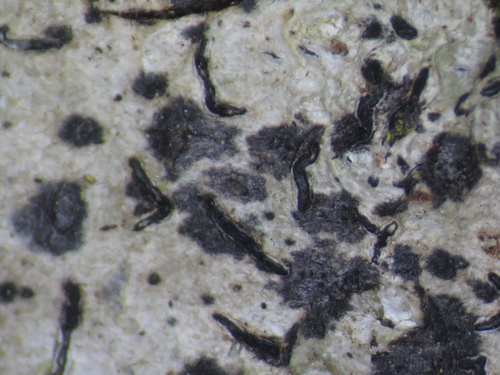 Stigmidium microspilum