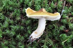 Tricholoma fumosoluteum