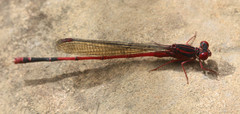 Megalagrion