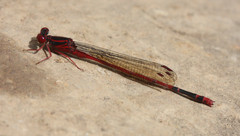 Megalagrion