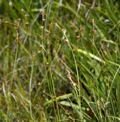 Carex echinata echinata