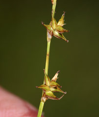 Carex echinata echinata