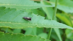 Grapholita angleseana