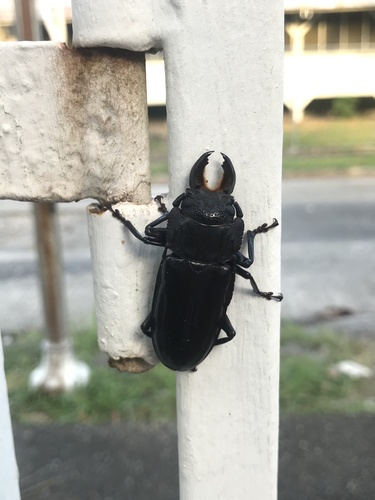 Mallodon chevrolatii image