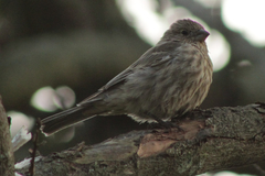 Haemorhous mexicanus