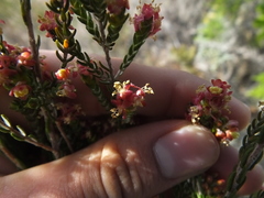 Passerina rubra