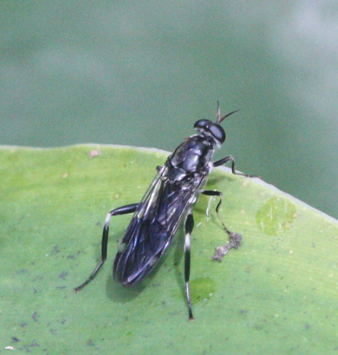 Garden soldier fly photo 6