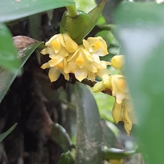 Maxillaria pseudoneglecta
