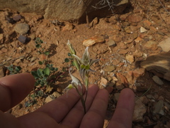 Gladiolus permeabilis