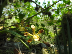 Encyclia parviflora