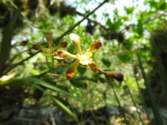 Encyclia parviflora