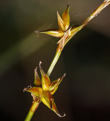 Carex echinata echinata