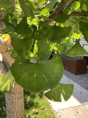 Ginkgo biloba