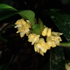 Maxillaria pseudoneglecta