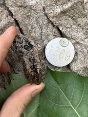 Hysterium angustatum