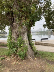 Hysterium angustatum