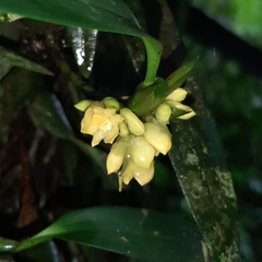 Maxillaria pseudoneglecta