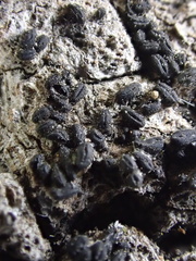 Hysterium angustatum