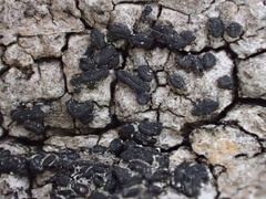 Hysterium angustatum