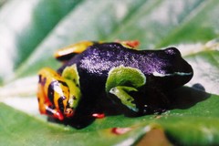 Mantella baroni