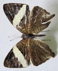 Colobura dirce dirce