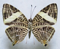 Colobura dirce dirce