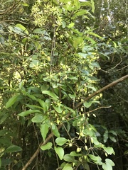 Clematis cunninghamii