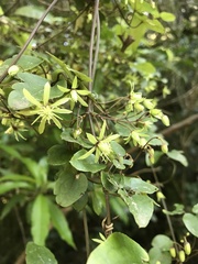 Clematis cunninghamii