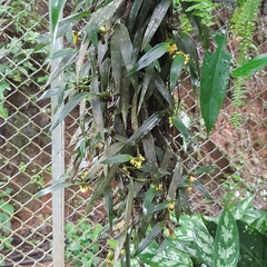 Maxillaria pseudoneglecta