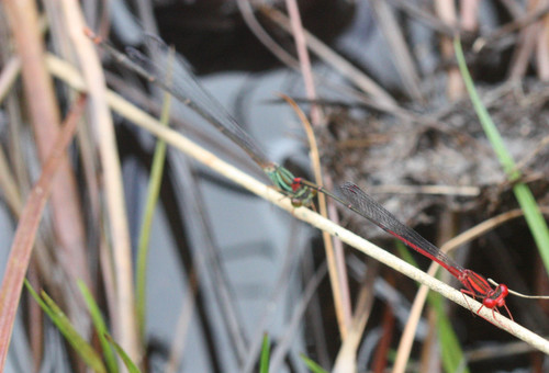 Slender Kauai Damselfly (Megalagrion oresitrophum), a species recorded in Hawaii