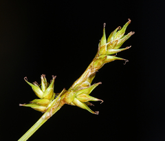 Carex echinata phyllomanica