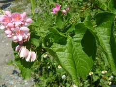 Antigonon