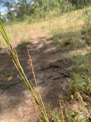 Schizachyrium tenerum