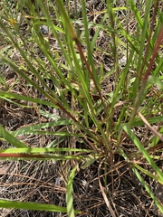 Schizachyrium tenerum