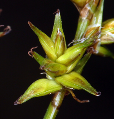 Carex echinata phyllomanica