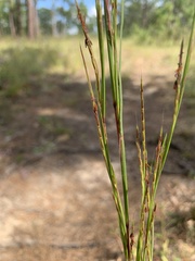 Schizachyrium tenerum