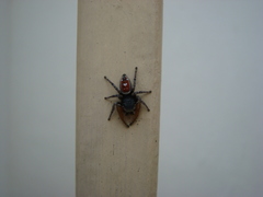 Phidippus cruentus