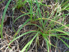 Cyperus hystricinus