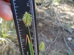 Cyperus hystricinus