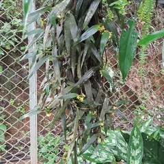 Maxillaria pseudoneglecta