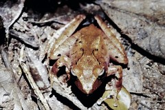 Gephyromantis luteus
