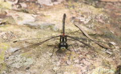Nesogonia blackburni