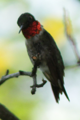 Archilochus colubris