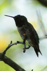 Archilochus colubris