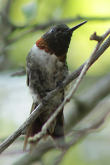 Archilochus colubris