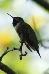 Archilochus colubris