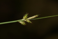 Carex echinata phyllomanica