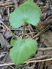 Cissus trifoliata