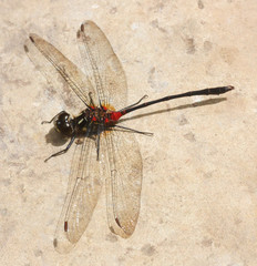 Nesogonia blackburni